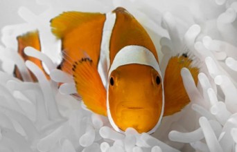 Clownfish Show Remarkable Resilience by Shrinking Their Bodies to Survive Ocean Heat Waves