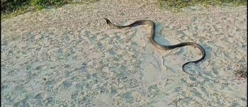 Addressing the Snakebite Crisis in Nepal: Challenges and the Way Forward