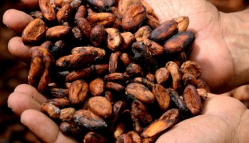 🍫 World Chocolate Day: A Call for Deforestation-Free Cocoa to Save Forests 🌳