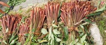 Gorkha Launches Eco-Friendly Economic Drive with Free Distribution of 100,000 Cardamom Saplings