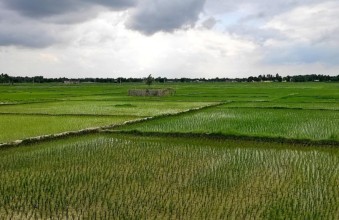 Heavy Rainfall Returns to Madhesh Amid Ongoing Monsoon Crisis: Relief for Drought-Affected Farmers