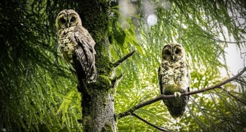 Rare Himalayan Wood Owl Pair Recorded in Ilam’s Thumkerani Forests