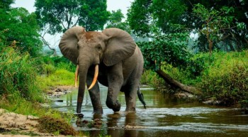 DNA Science Reveals Higher Population of Elusive African Forest Elephants