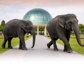Nepal Gifts Two Asian Elephants to Qatar, Strengthening Bilateral Ties