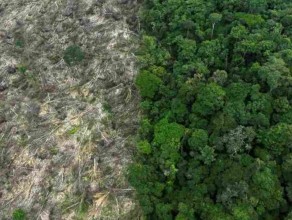 Brazil’s Climate Plan Focuses on Deforestation, but Experts Call for Deeper Reforms