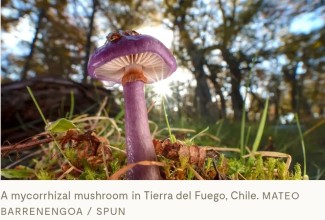 Fungi Step Into the Spotlight as Scientists Call for Equal Recognition in Climate and Ecosystem Science
