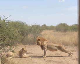 Lions Spotted Displaying Natural Social Behavior in African Savanna