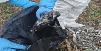 Bird Flu Confirmed in Dead Crows at Tribhuvan University, Authorities Intensify Surveillance