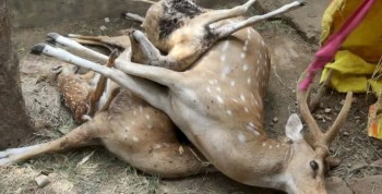 Four Spotted Deer Killed in Nepalgunj Zoo, Probe Committee Formed Amid Safety Concerns