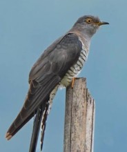 Spring Has Arrived, but the Cuckoo Has Not: Kathmandu’s Green Season Echoes Without Nature’s Melodious Voice