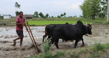 Farmers in Bardiya Forced to Prepare Rice Seedbeds Without Fertilizer Amid Ongoing Supply Shortage