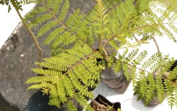 Kathmandu Metropolitan City Plants 200 Saplings Along Roadsides on World Environment Day