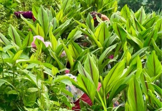 Nepal Introduces National Agriculture Policy 2026 to Modernise Farming Sector