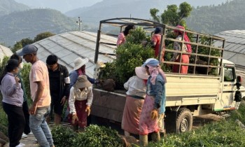 Palpa Distributes Nearly 400,000 Citrus Saplings in 13 Years, Encouraging Hill Farmers Toward Commercial Fruit Farming