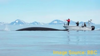Giant Whales Move Into Greenland Waters as Sea Ice Disappears
