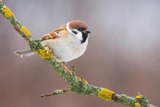 Global Environmental Trends in Focus: Conservation, Biodiversity and Sustainability Shape International Agenda
