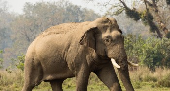Wild Elephants Damage Crops, Spread Fear in Sarlahi Villages