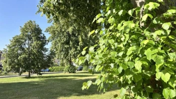 Extreme Heat May Increase the Risk of Tree Failures, Experts Warn