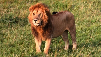 Lions in Kenya’s Mara Conservancies Alter Behavior Amid Rising Livestock Pressure