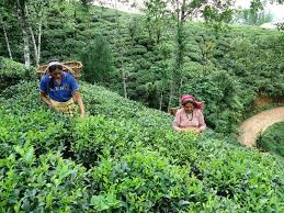 Tea Export Resumes, but Long-Term Uncertainty Remains for Nepal’s Tea Sector