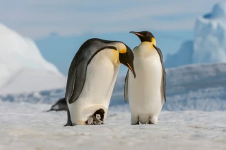 Climate Crisis Pushes Antarctic Species Toward Extinction