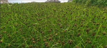 Millet-Based Diets: Pillar of Food Security and Healthy Living