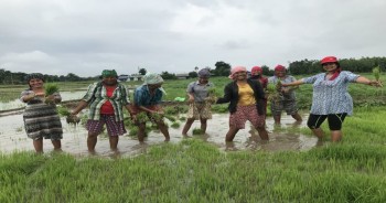 Madhesh Faces Agricultural Distress Amid Weak Monsoon: Only 57% Paddy Planted So Far