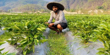 Tree Grafting Gains Ground: A Sustainable Solution for Nepalese Farmers’ Income and Crop Resilience