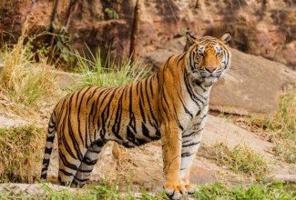 Nepal to Begin Comprehensive Tiger Census from Poush 1 Across Key National Parks