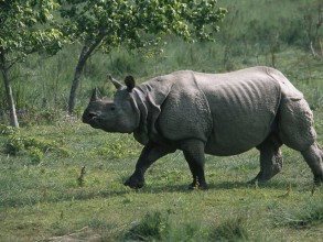 Nepal’s Rhino Census Halted Amid Funding Shortage