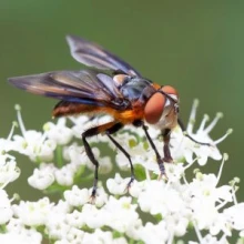 Insect Populations Plummet: A Call to Action for Gardeners and Nature Enthusiasts