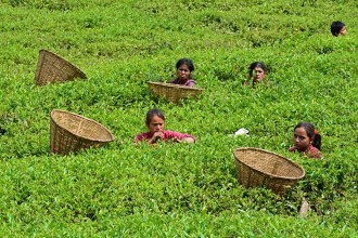 Tea Export Resumes, but Long-Term Uncertainty Remains for Nepal’s Tea Sector