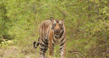 Nepal’s Wild Tiger Population Reaches 429, Marking a Historic Conservation Milestone