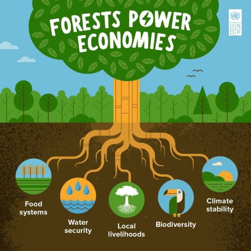 Record Forest Loss in 2024 Raises Global Alarm