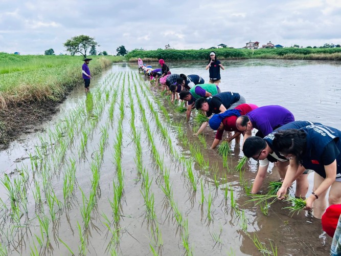 China-Nepal Collaboration Advances Hybrid Rice Research in Chitwan